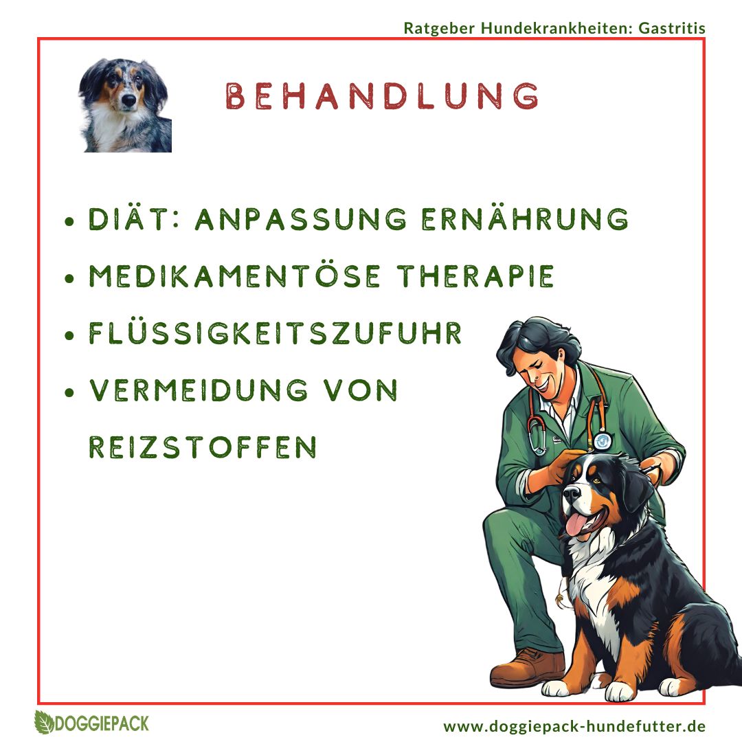 Gastritis-Pack PLUS - bei akuter und chronischer Gastritis