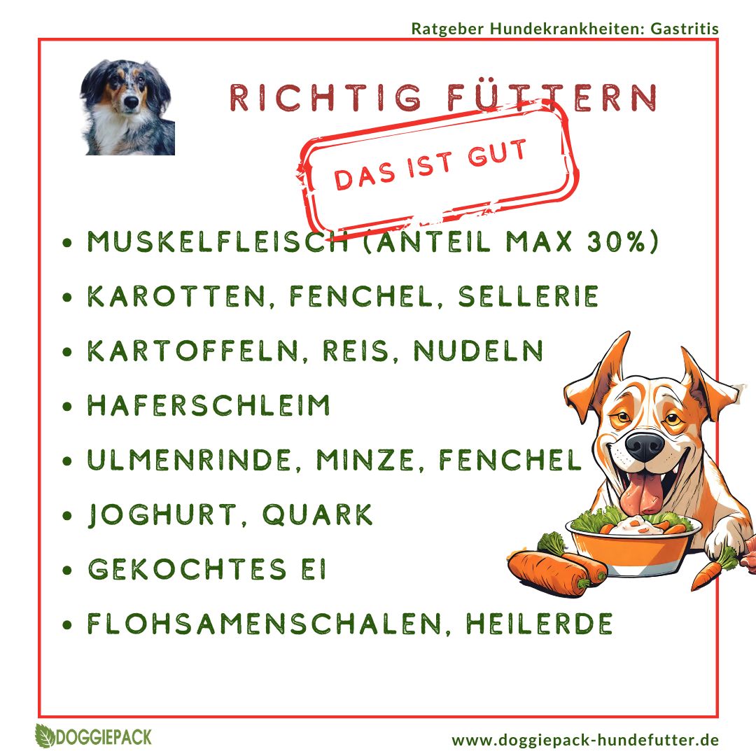 Gastritis-Pack PLUS - bei akuter und chronischer Gastritis