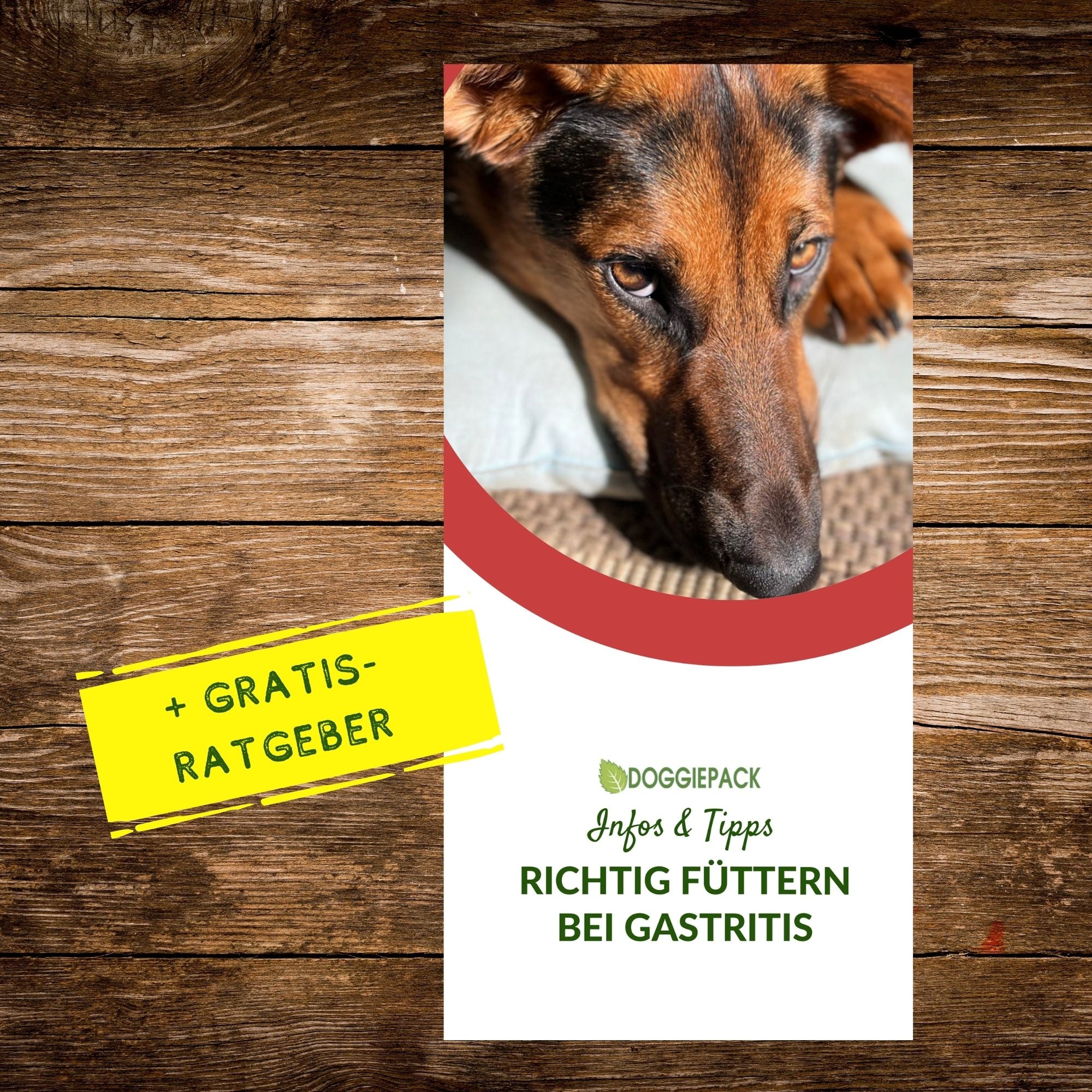 Gastritis-Pack PLUS - bei akuter und chronischer Gastritis