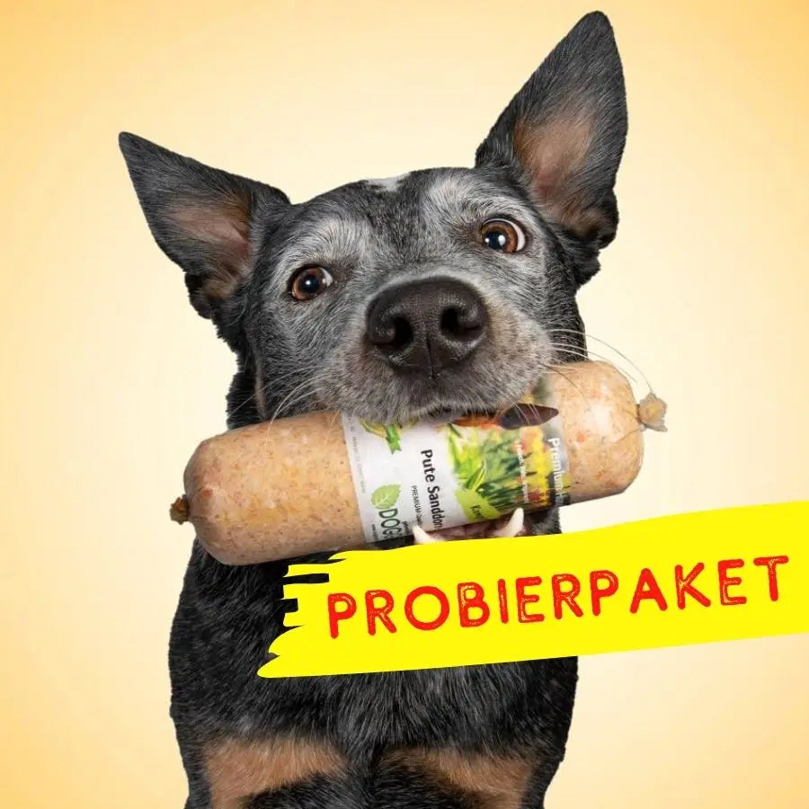 jetzt-doggiepack-hundefutter-testen