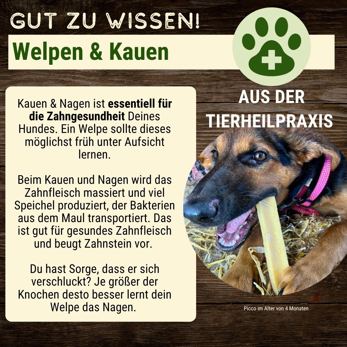 Welpen Starter-Paket