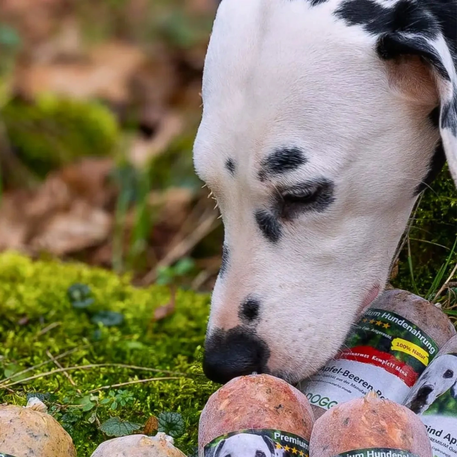 purinarm-fuettern-ist-besser-fuer-dalmatiner