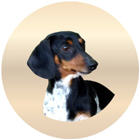 Sparpaket für kleine Hunde