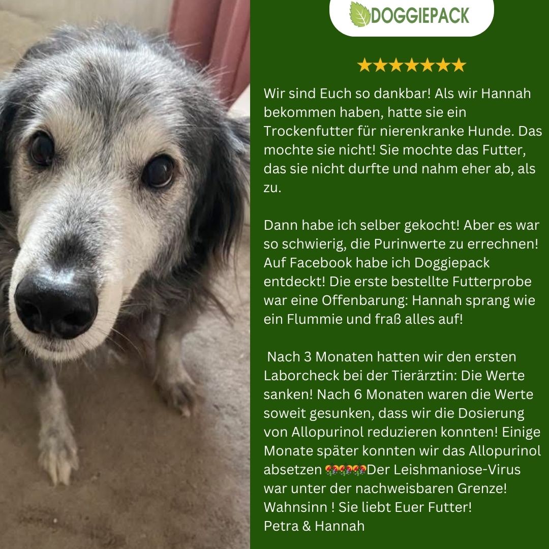 Purinarm Rind mit Apfel-Beeren-Reis