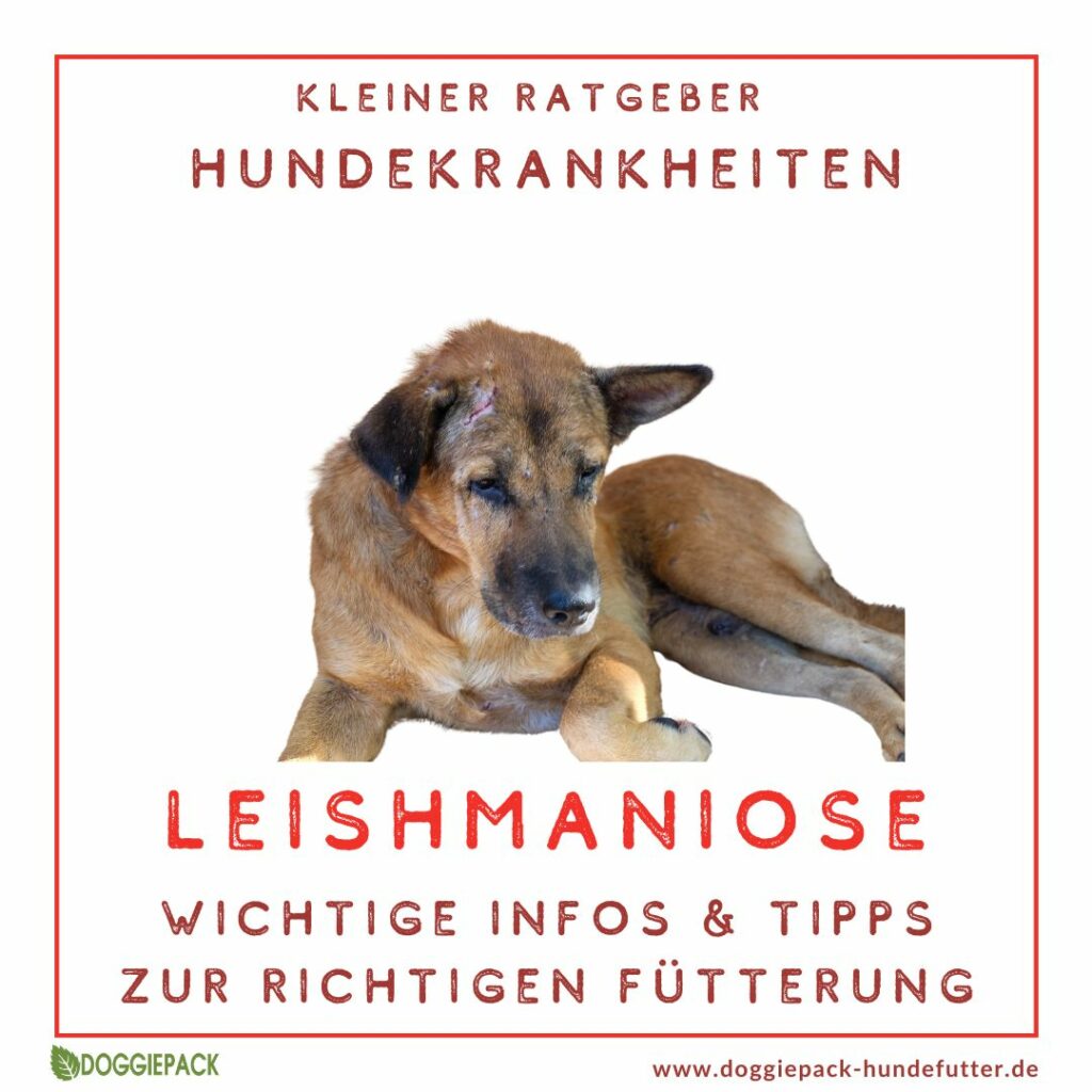 ratgeber-leishmaniose-beim-hund