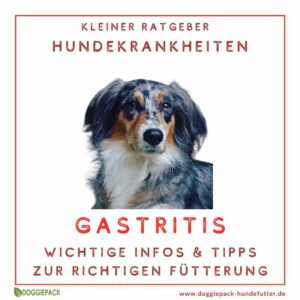 gastritis-beim-hund-infos-und-tipps-fuer-futter