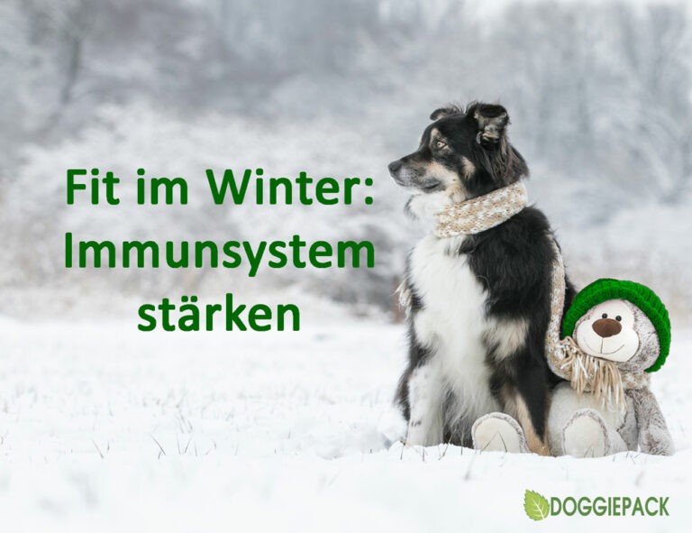 immunsystem-beim-hund-doggiepack