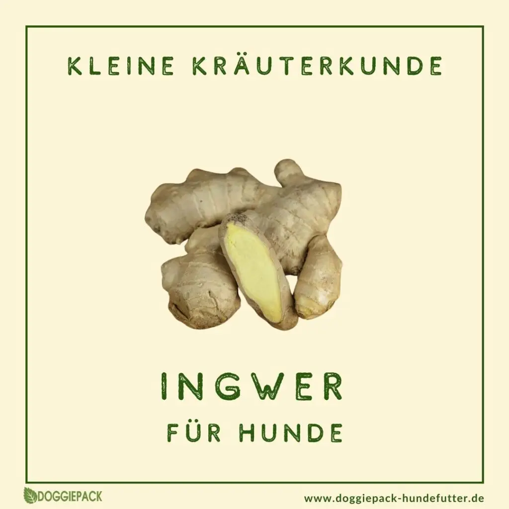 Ingwer-kraeuter