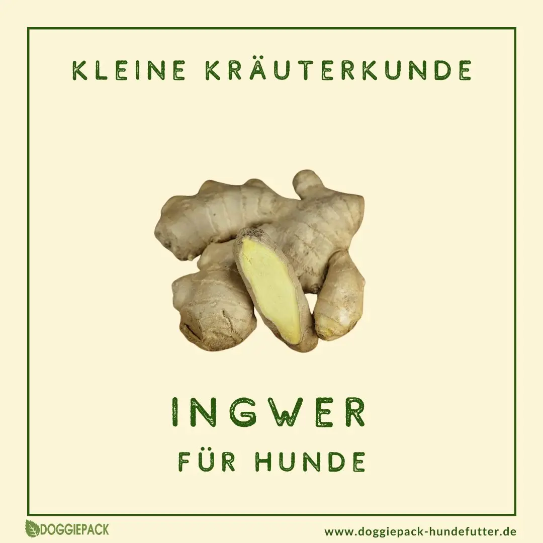 Ingwer-kraeuter