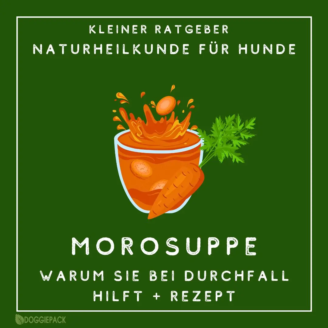 morosuppe-fuer-hunde-bei-durchfall