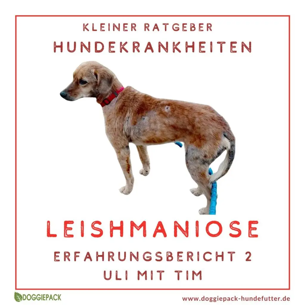 Erfahrungsbericht Leishmaniose