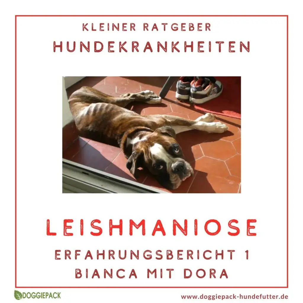Mein Hund hat Leishmaniose