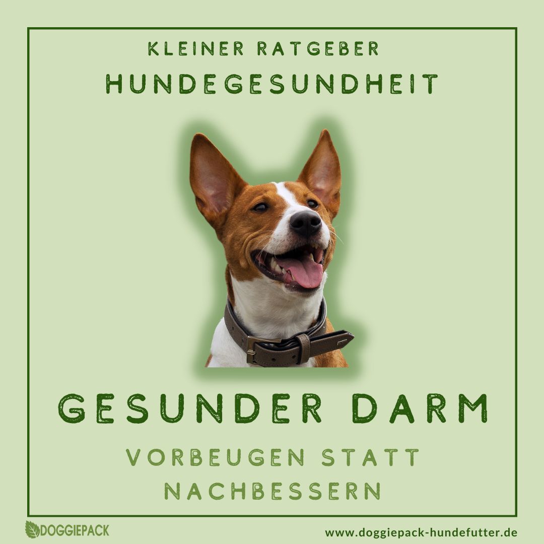 ratgeber-hunde-gesundheit-gesunder-darm