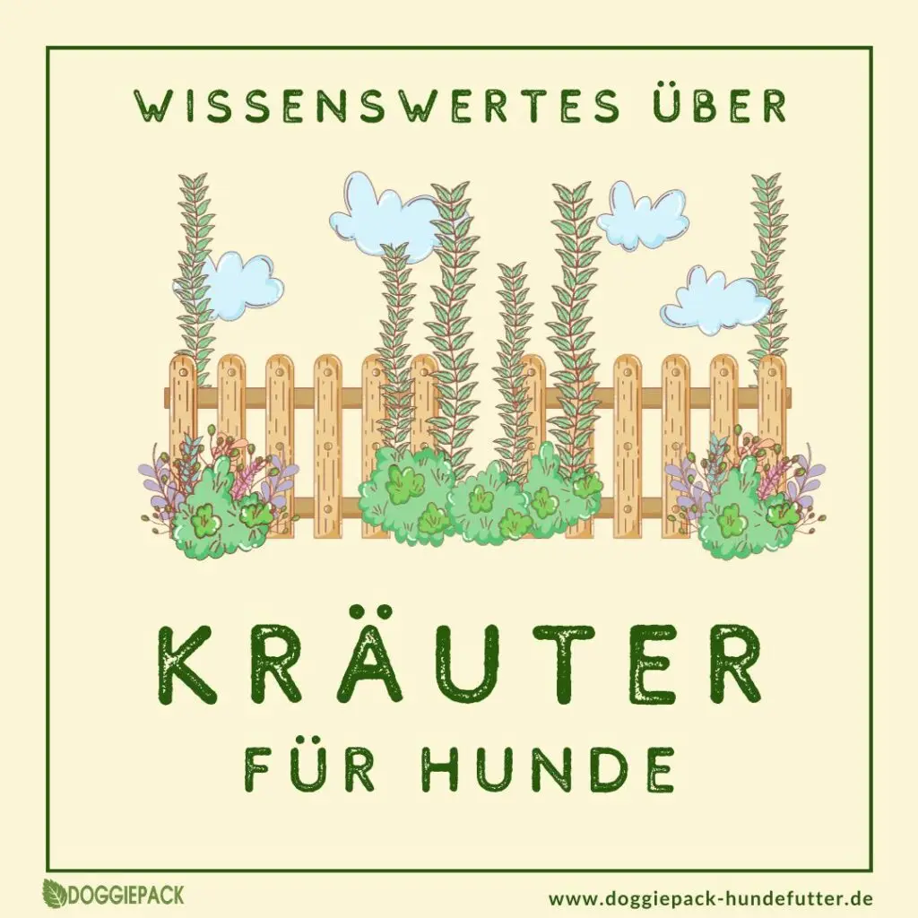 kraeuter-fuer-hunde-ein-ratgeber-fuer-hundehalter