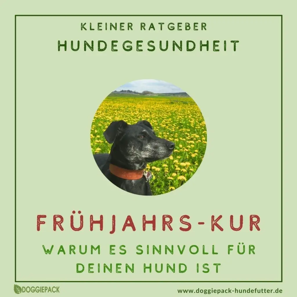 warum-eine-Kur-imfruehling-gut-fuer-hunde-ist