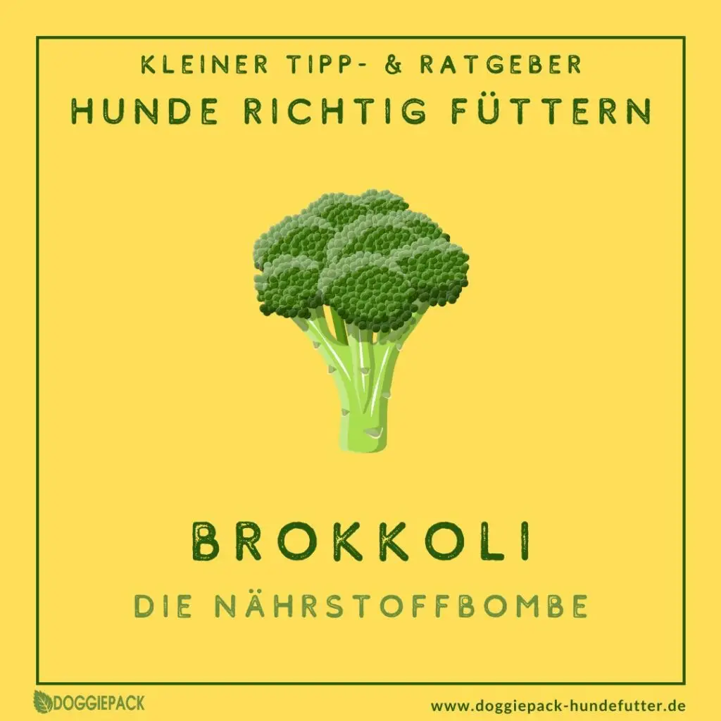 brokkoli-fuer-hunde