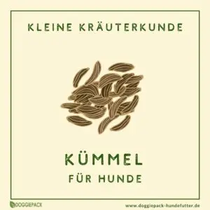 kuemmel-fuer-hunde-ratgeber