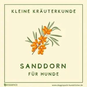 sanddorn-fuer-hunde