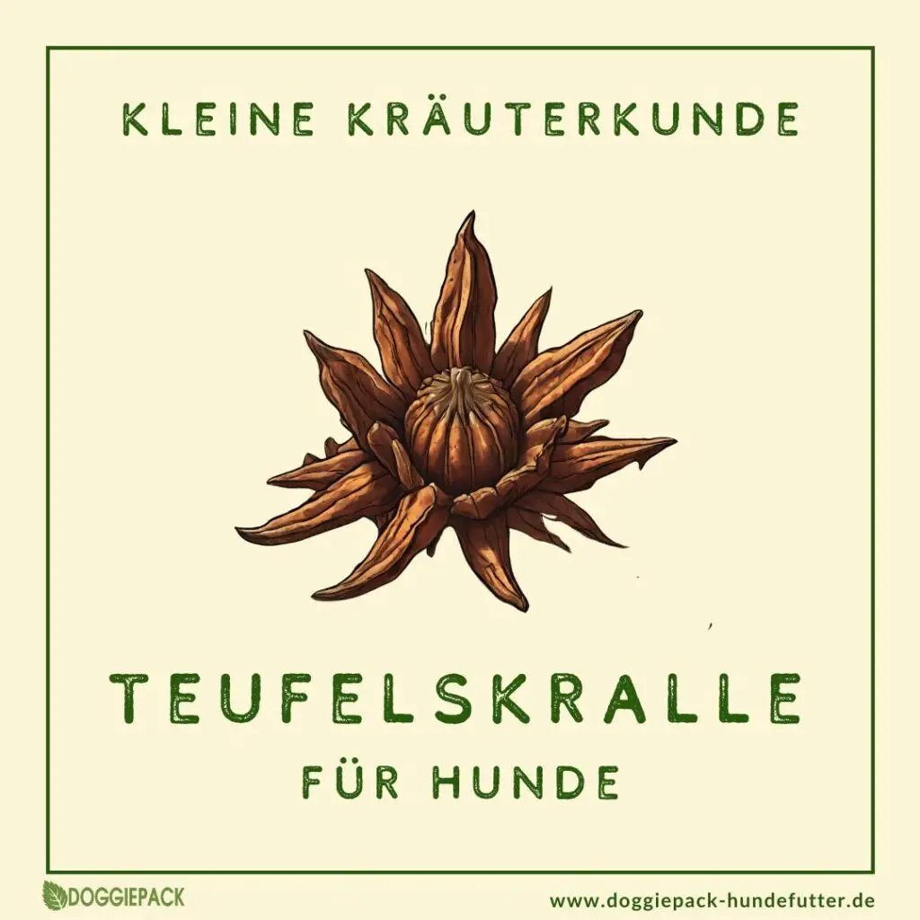 Teufelskralle-fuer-hunde-ratgeber