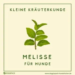 melisse-ratgeber-kraeuter-fuer-hunde