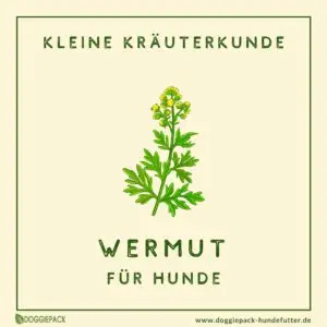 kraeuter-fuer-hunde-ratgeber-wermut