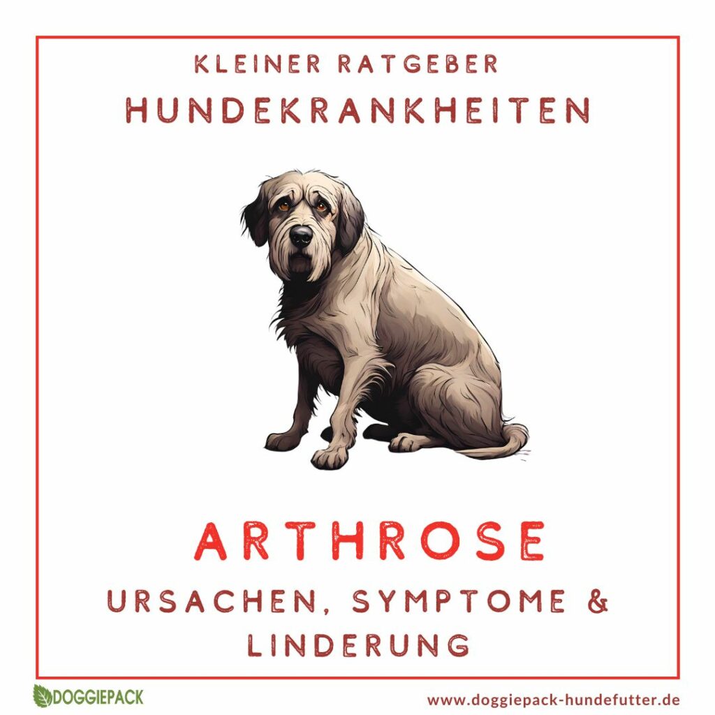 arthrose-beim-hund